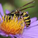 Image of Eastern Yellowjacket