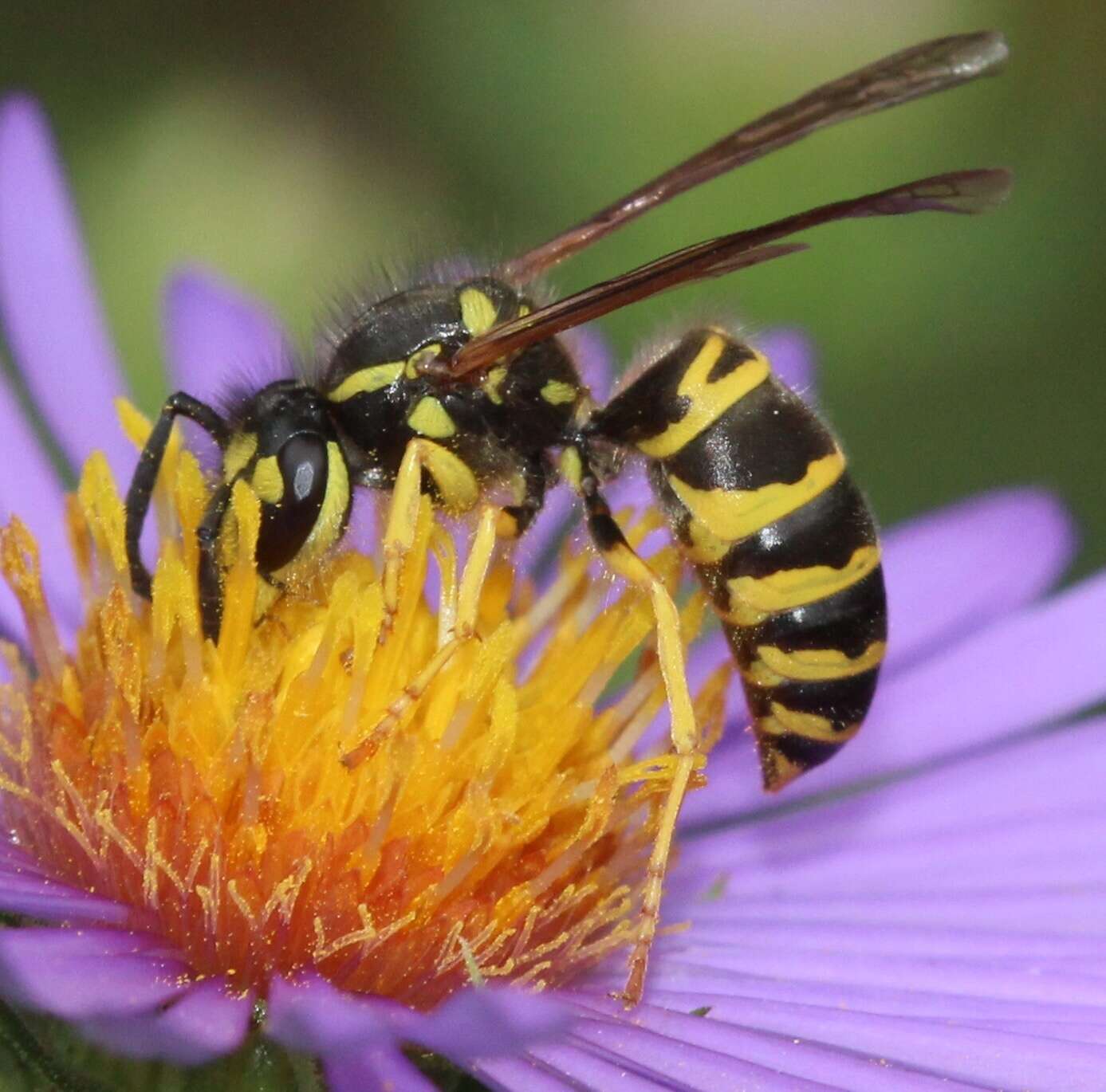 Image of Eastern Yellowjacket