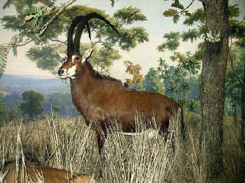 Image of Giant Sable Antelope