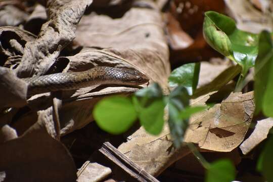 Image of Borikenophis Hededges & Vidal ex Hedges, Couloux & Vidal 2009