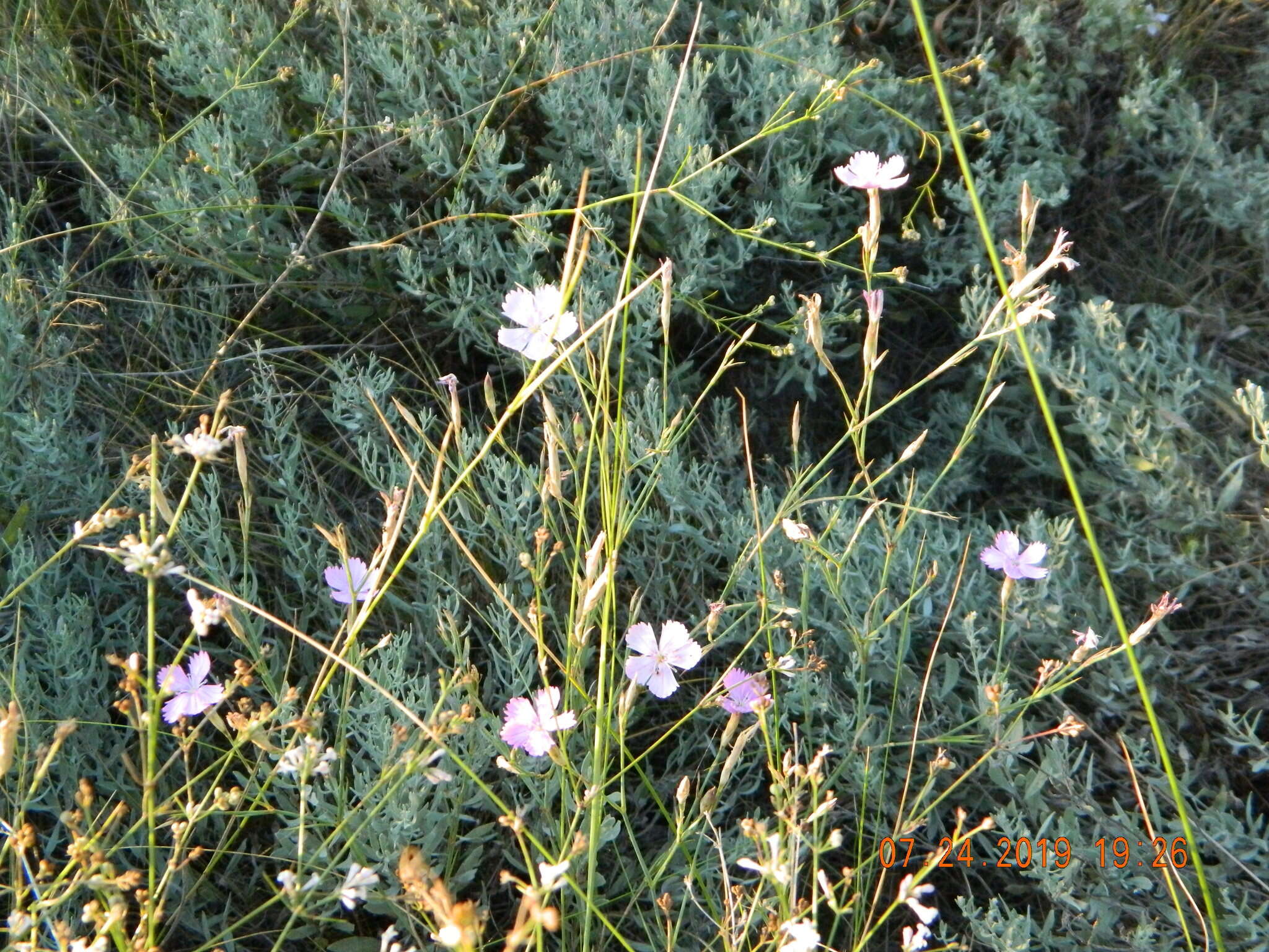 Image of Dianthus carbonatus Klokov