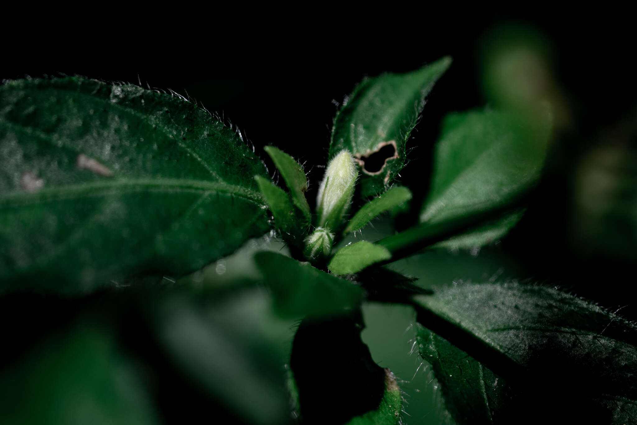 Sivun Ruellia repens L. kuva