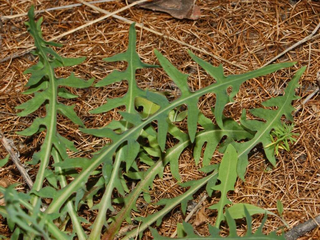 Image of Blue lettuce