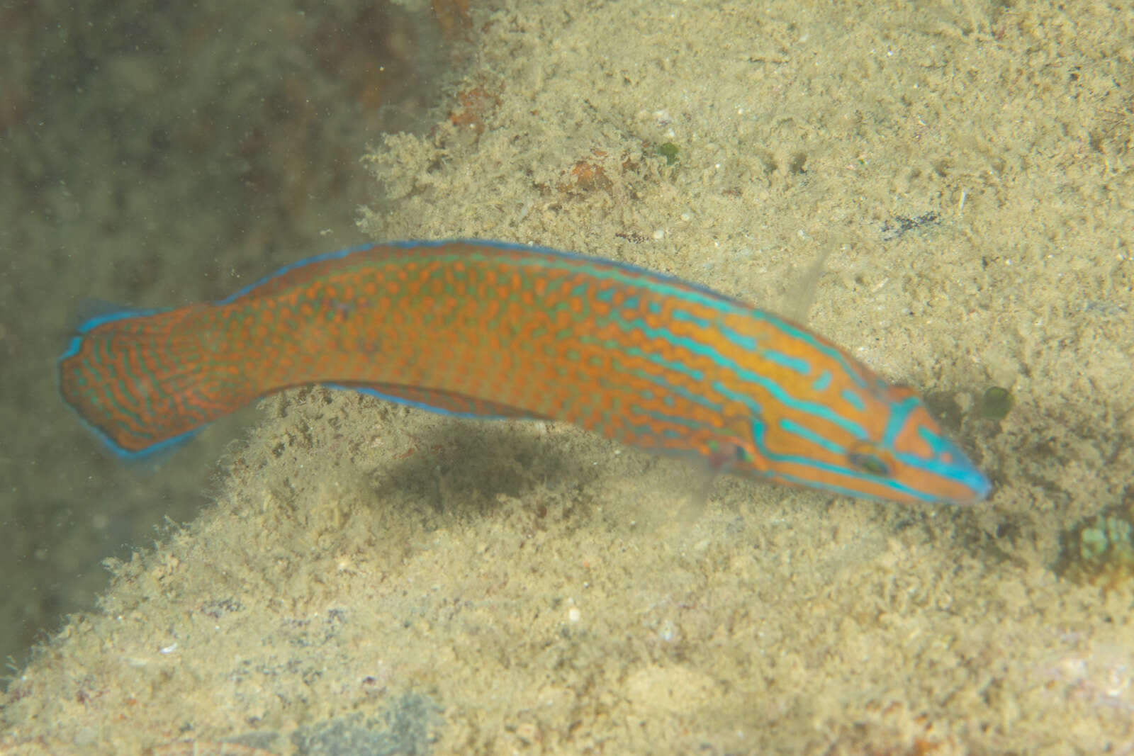 Image of Chain-line wrasse