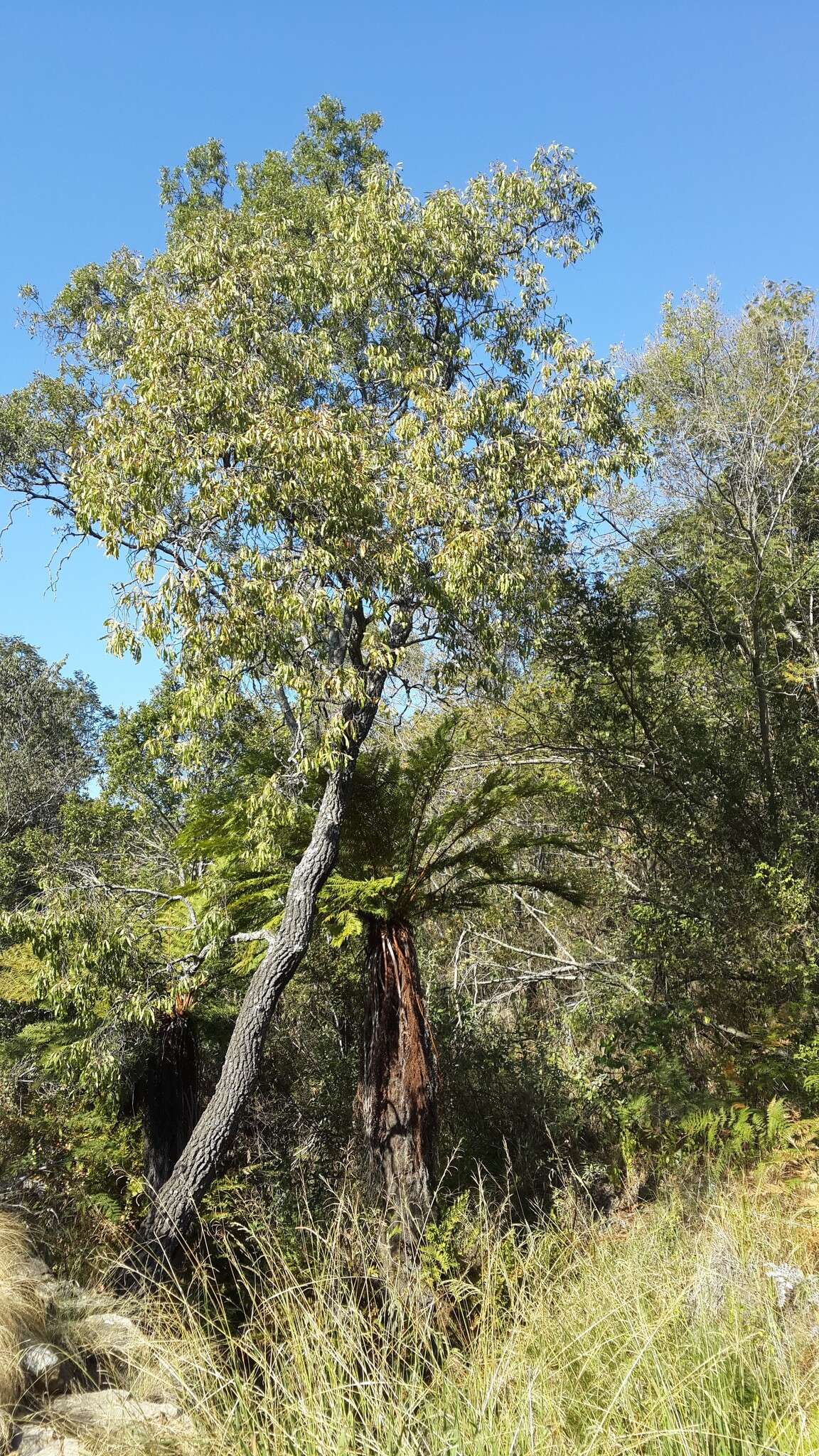 Image of Transvaal beech