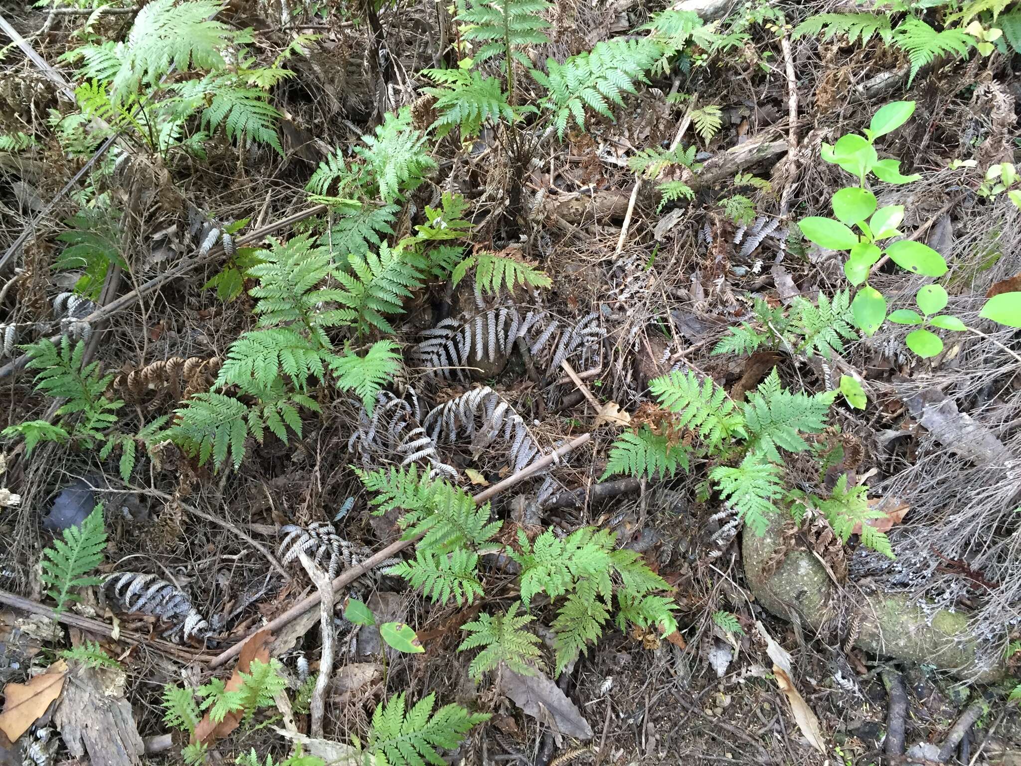 Image of Diploblechnum fraseri (A. Cunn.) De Vol