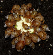 Image of Achatina fulica