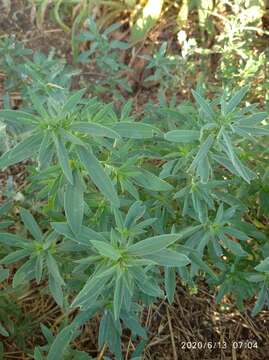 Image of Russian pigweed