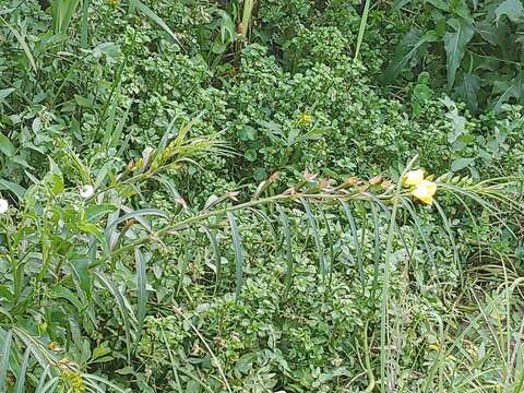 Image of longleaf primrose-willow