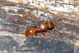 Image of Tetramorium capense Mayr 1865