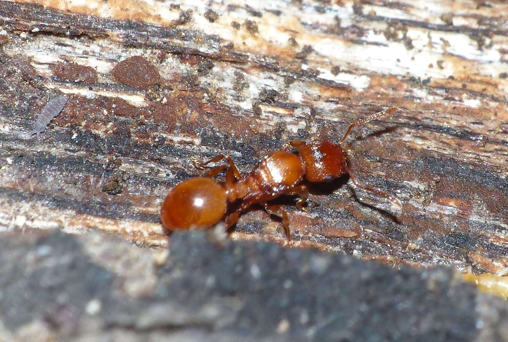 Image of Tetramorium capense Mayr 1865