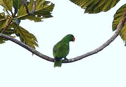 Image of Eclectus roratus polychloros (Scopoli 1786)