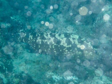 Image of Camouflage Grouper