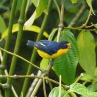 Euphonia violacea (Linnaeus 1758)的圖片