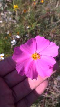 Image of garden cosmos