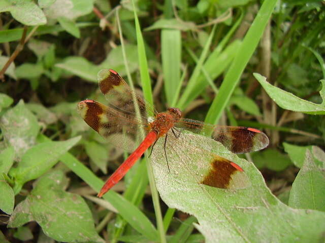 Image of Banded Darter