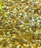 صورة Chaenogobius