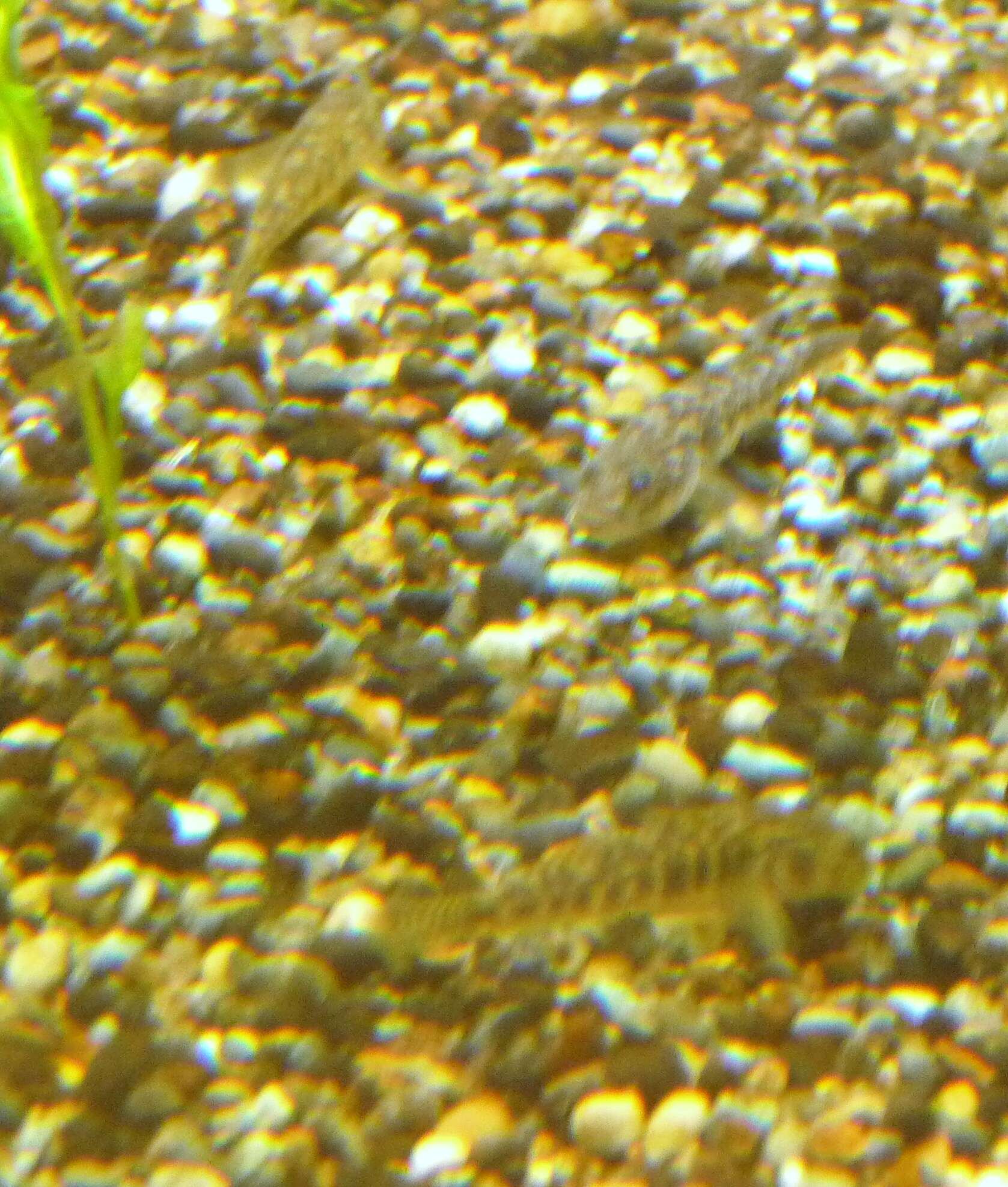 صورة Chaenogobius