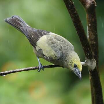 صورة Thraupis palmarum (Wied-Neuwied 1821)