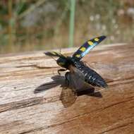 Image of eight-spotted Buprestis