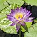 Imagem de Nymphaea violacea Lehm.