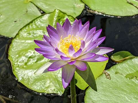 Imagem de Nymphaea violacea Lehm.