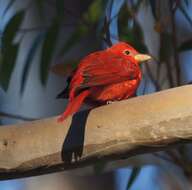 Imagem de Sanhaçu-vermelho