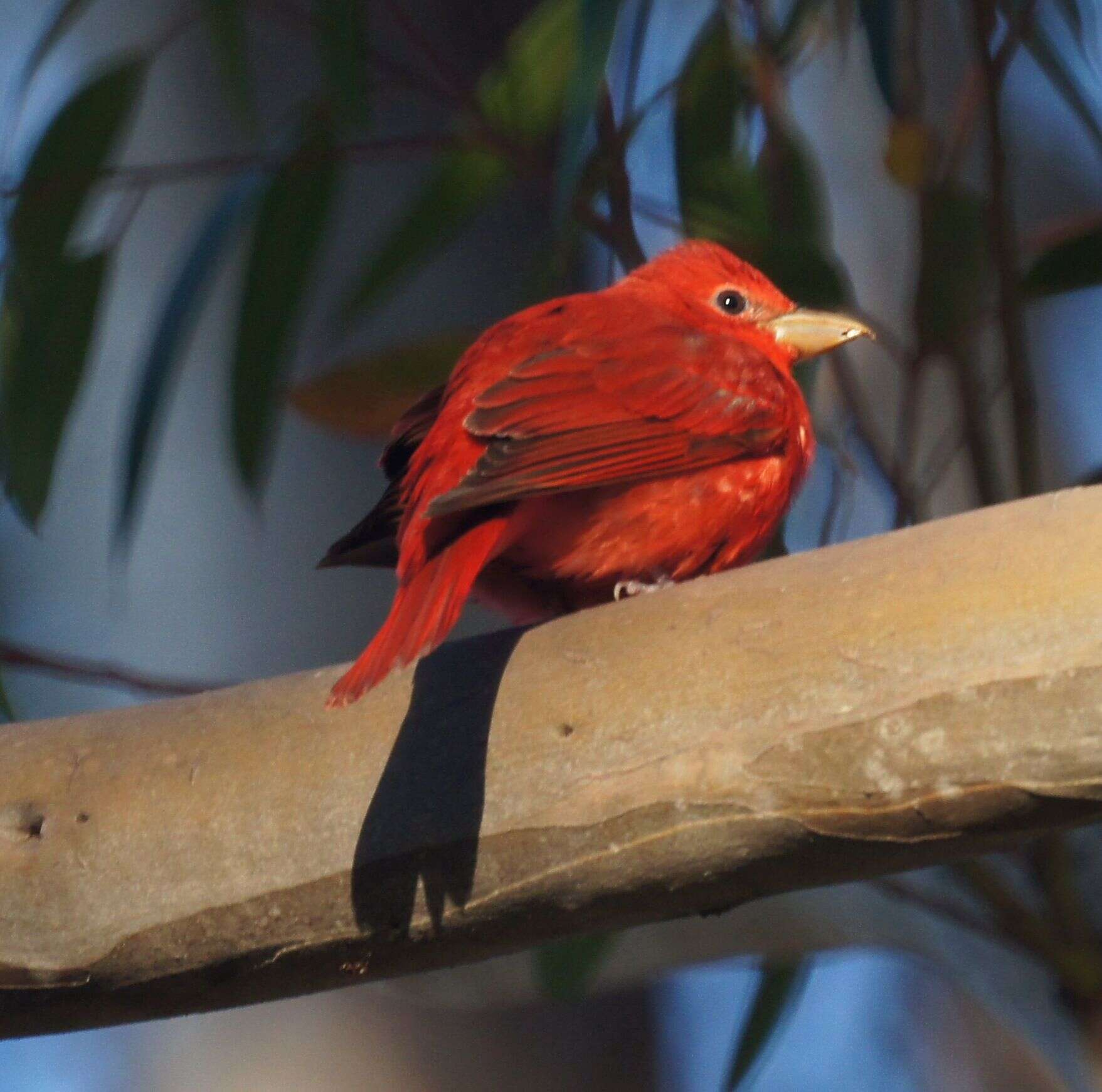 Image of Summer Tanager