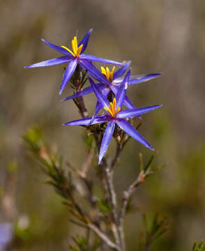 Image of eastern tinsel lily