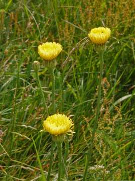 Image of Smooth Golden Fleece