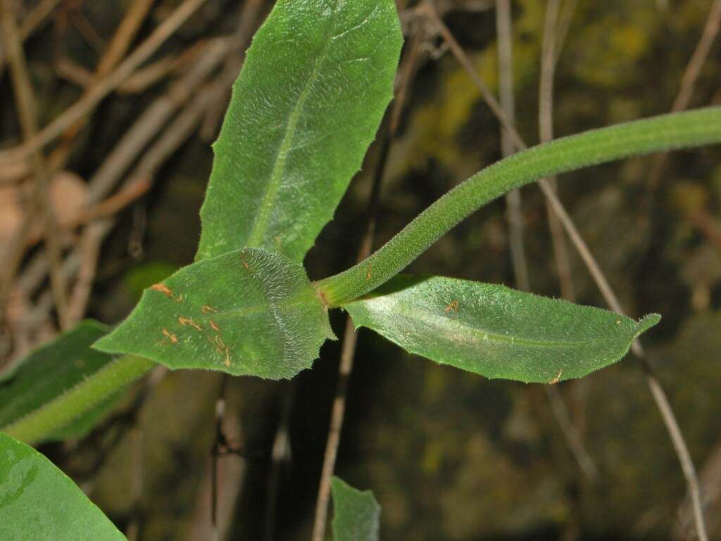 Image of Smooth Golden Fleece