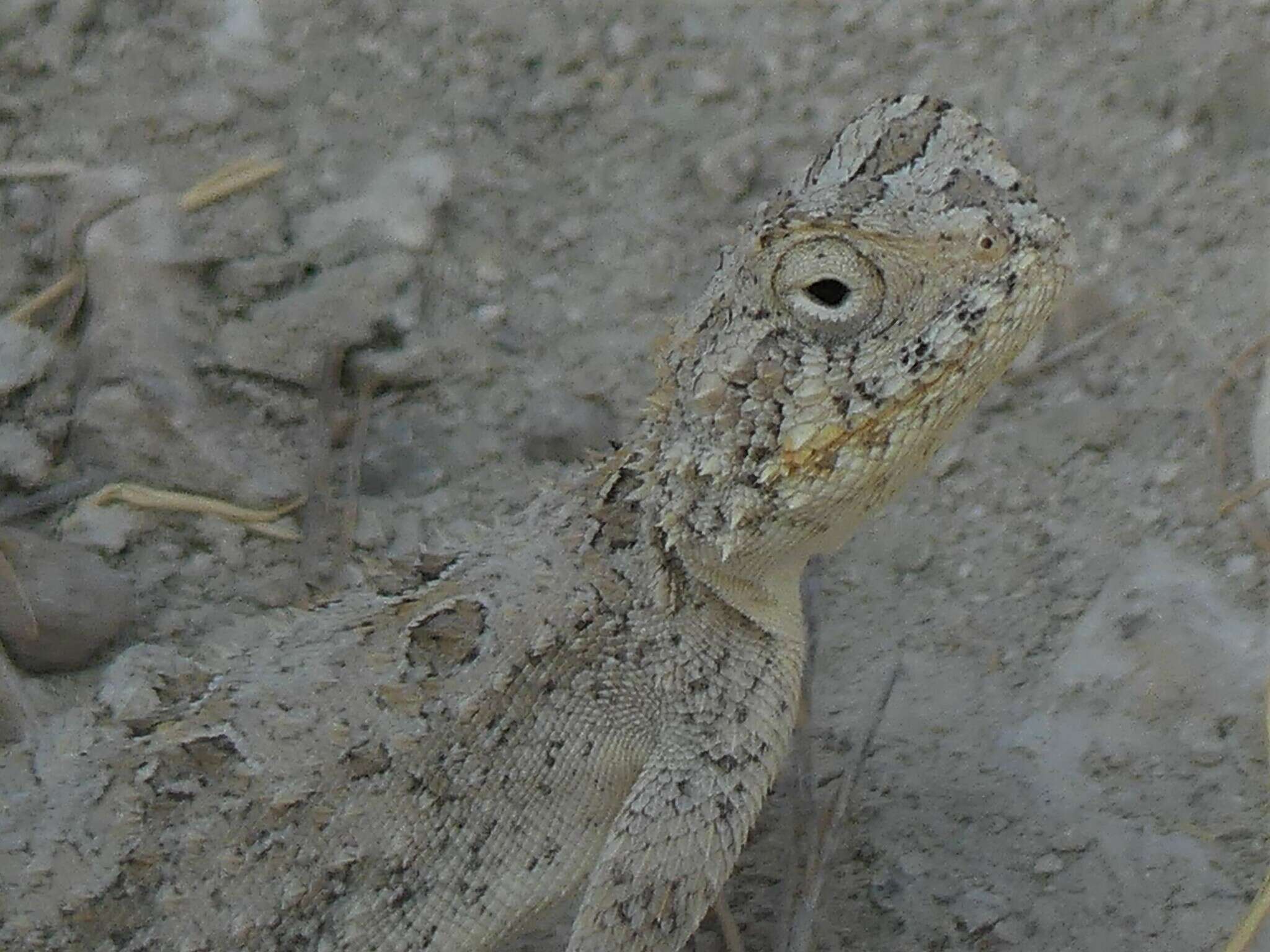 Image of Etosha Agama