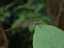 Sivun Calicnemia sinensis Lieftinck 1984 kuva