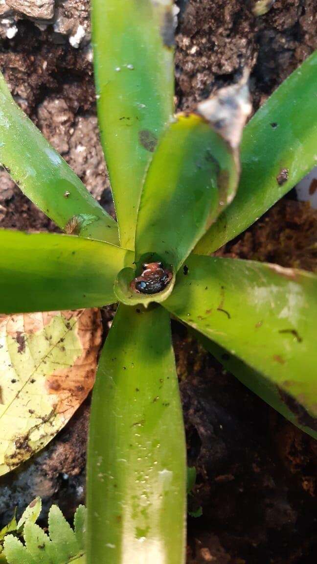 Image of Anthony's Poison-Arrow Frog