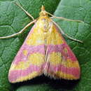 Image de Pyrausta sanguinalis Linnaeus 1767