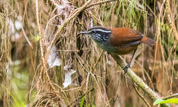 Image of Gray-breasted Wood-Wren