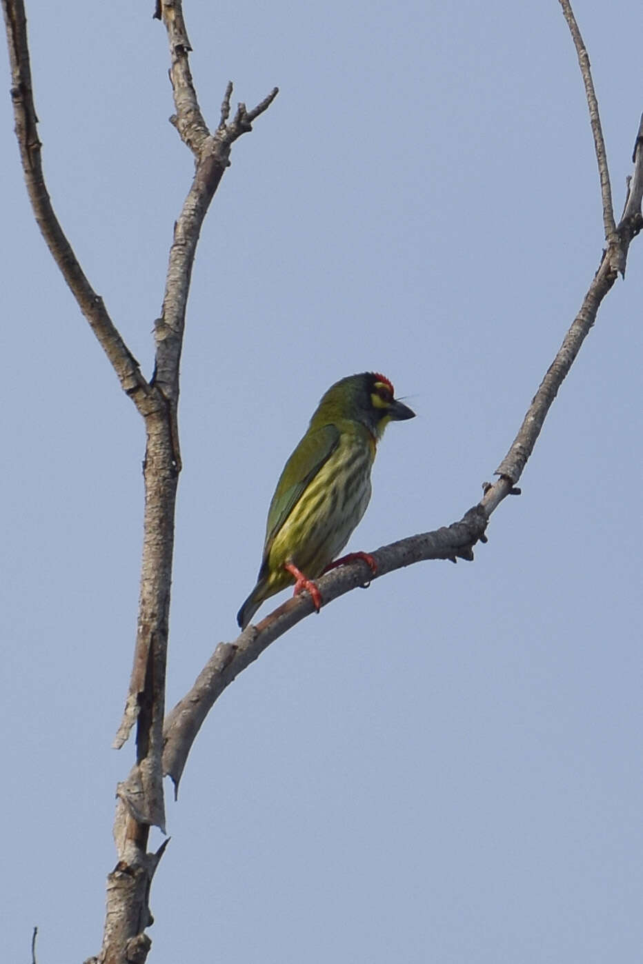 Psilopogon haemacephalus indicus (Latham 1790) resmi