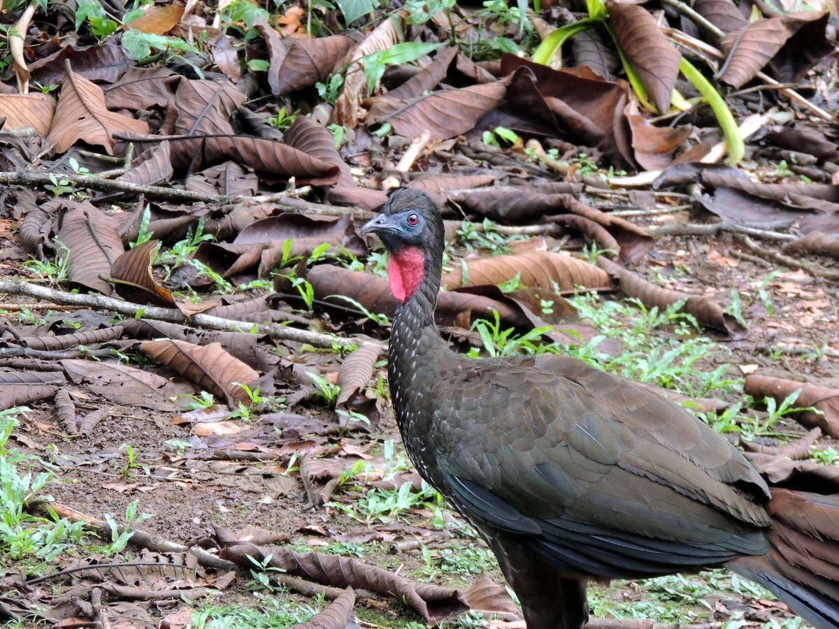 Image of Crested Guan