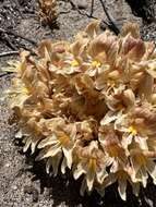 Image of California broomrape