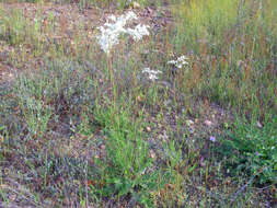 Image of dropwort