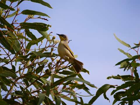 Image of Grey-headed Honeyeater