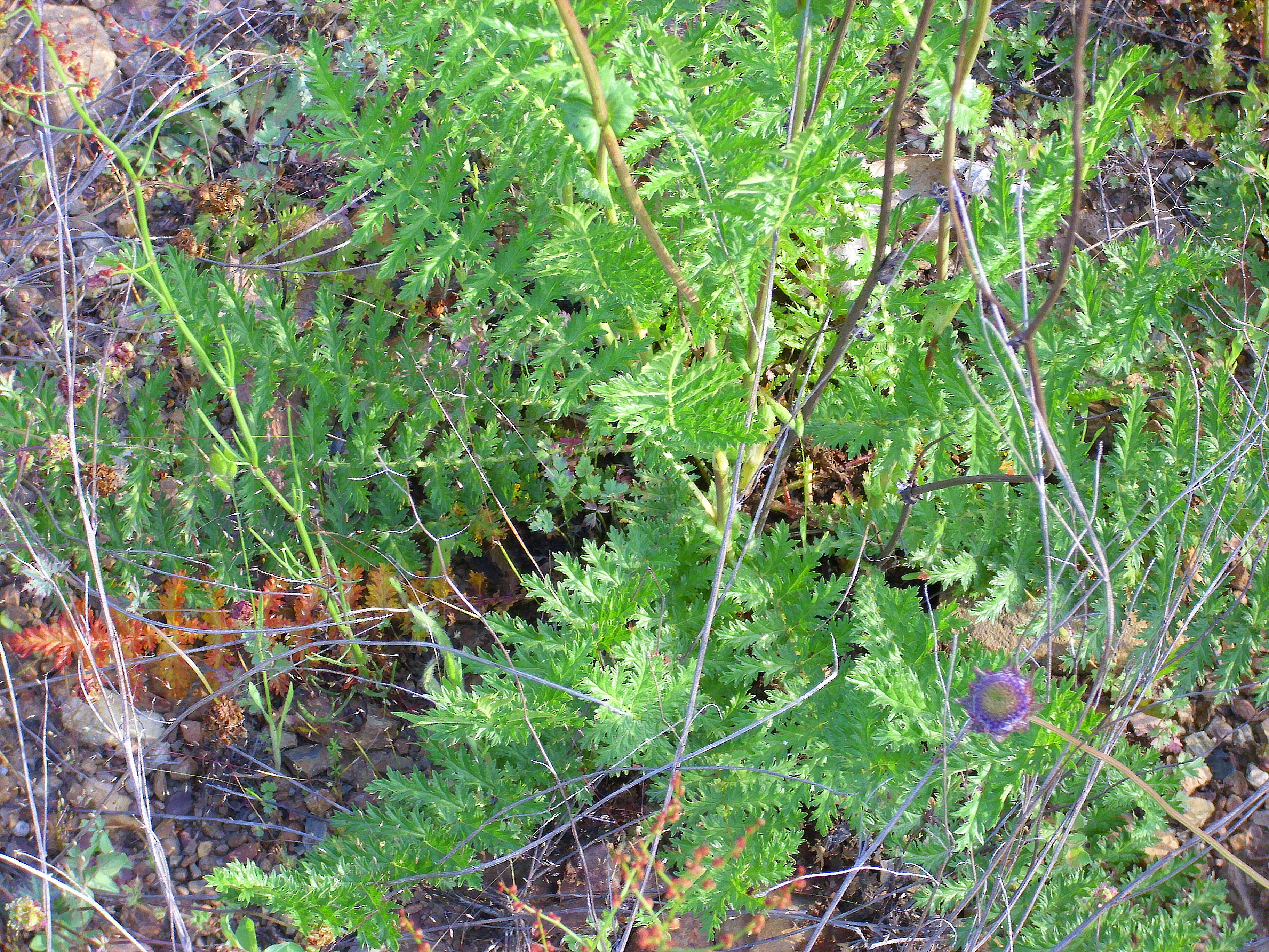 Image of dropwort