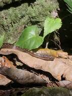 Image of Orange-bellied Racer