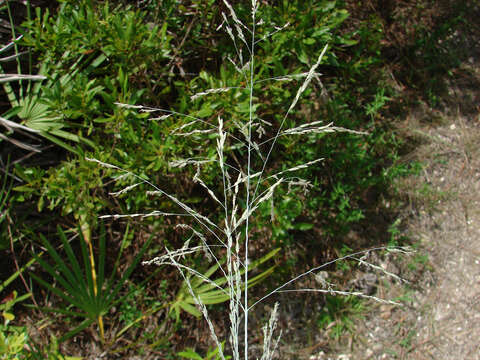 Image de Eragrostis atrovirens (Desf.) Trin. ex Steud.