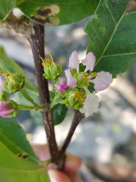 Image of Malpighia stevensii W. R. Anderson