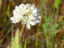 Image of Sea Pinks