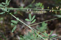 Image of Astragalus melilotoides Pall.