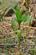 Image of Lilium martagon var. pilosiusculum Freyn