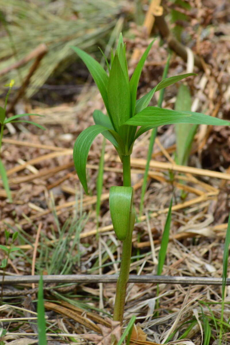 Image of Lilium martagon var. pilosiusculum Freyn