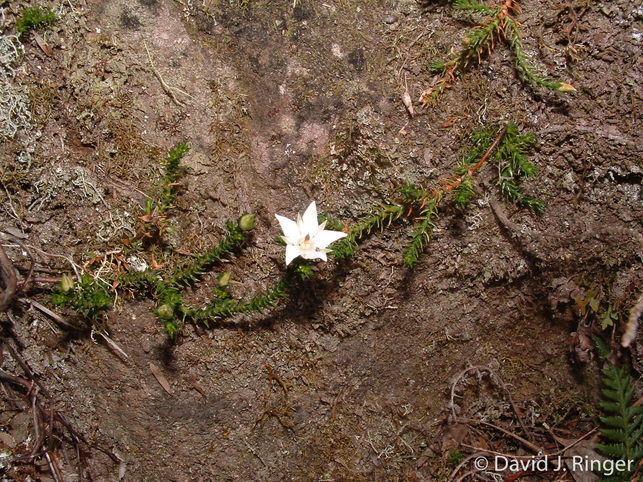 Image of Sprengelia monticola (DC.) Druce